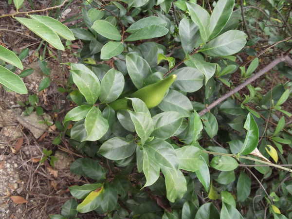 一夜新娘金逸文是什么人 出身高贵的他爱上花溶可惜无缘|beat365官网(图4) beat365亚洲体育官方网站